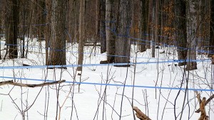 Collecting sap using a tubing-vacuum system helps offset the challenges of unpredictable weather.