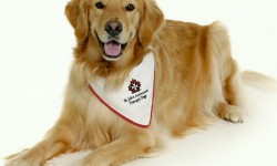 Four-legged volunteers provide canine comfort