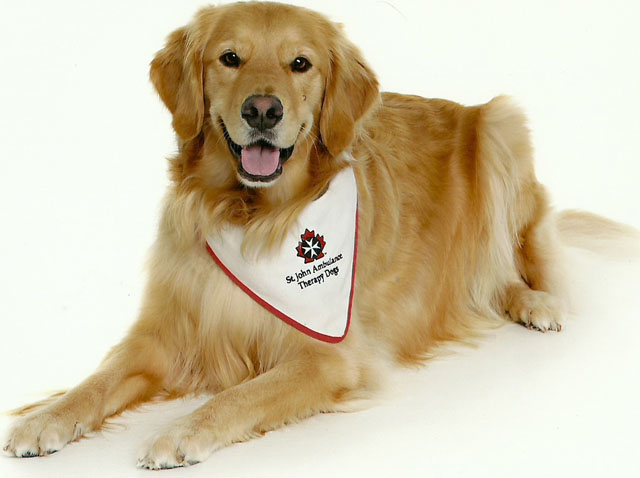 Four-legged volunteers provide canine comfort