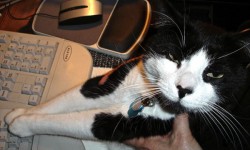Terzo is an avid cat blogger. Photo courtesy of Bobbi Graham.