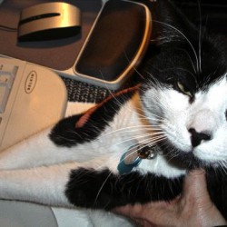 Terzo is an avid cat blogger. Photo courtesy of Bobbi Graham.