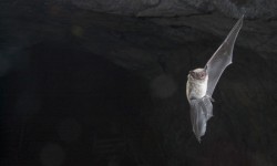 Little brown bat flying in a cave