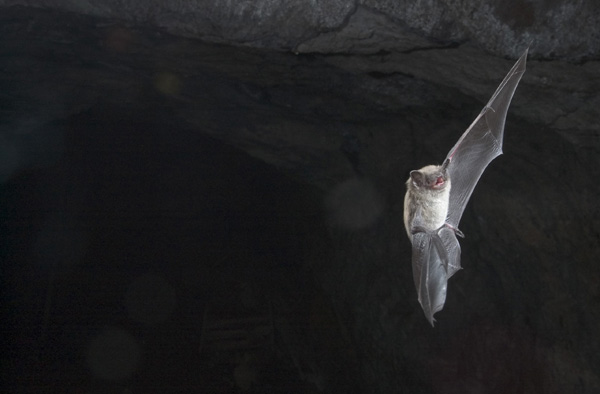 No cure for bats dying of fungal disease