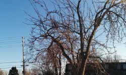 Forest City in need of fruit trees, advocates say Teresa Rutten and Robin Harvey want more fruit trees, like this pear tree near Western University, growing in London.