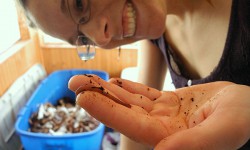 Erin Boynton checks in on her composting worms.