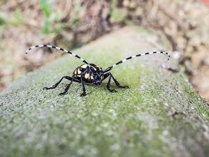 The Asian long-horned beetle is an invasive species that could destroy the maple ecosystem. Photo from Wikimedia commons. Photo by David J. Barber. 